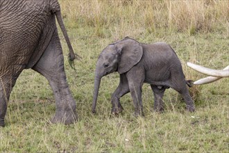 African elephant