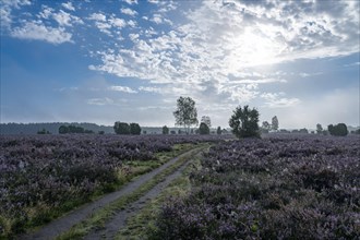 Path through heathland