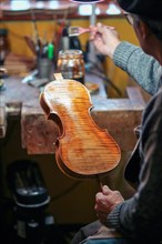 Senior expert violin maker luthier