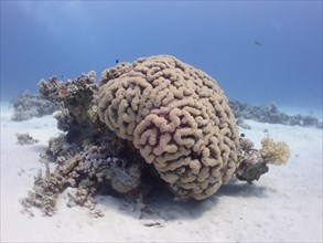 Bubble coral