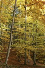 A beech forest with autumnal foliage colouring. Germany