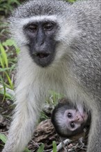 Southern vervet monkey