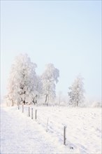 Frosty fence and trees on a hill at the countryside at a cold winter day