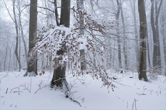 Snow-covered deciduous forest in the fog