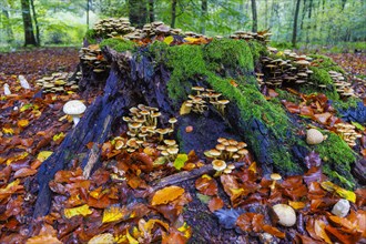 Tree stump with mushroom community