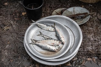Sardines in a tin bowl