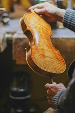 Senior expert violin maker luthier check varnish of classic handmade stringed violin paint natural ingredient recipe in Cremona Italy home of best artisan of this kind