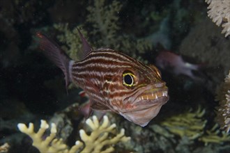 Portrait of largetoothed cardinalfish