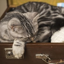 Cat sleeping luggage case