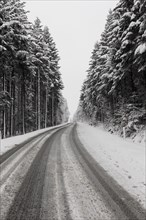 Evergreen winter forest road