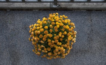 Yellow winter asters as the last autumnal flower decoration on a balcony