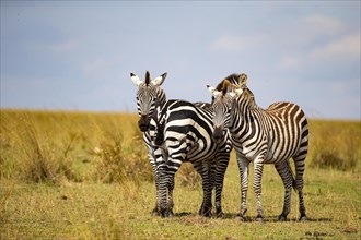 Plains zebra