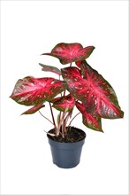 Potted exotic Caladium Red Flash houseplant with bright red leaves on white background