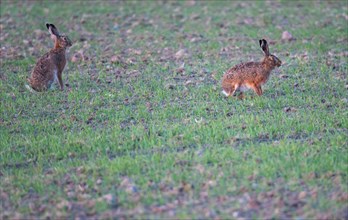 Pair of two brown hares