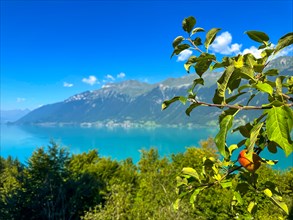 Apple Hanging on a Tree Branch and with View over Lake Brienz with Mountain in a Sunny Summer Day in Brienz