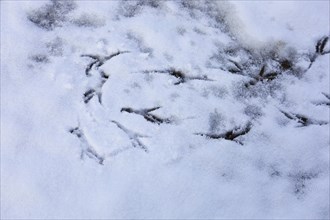 Bird tracks in the snow