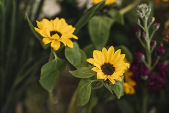 Colorful sunflowers with green stems
