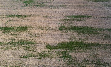 Drone view of harvested fields