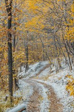 Snow-covered forest path with autumn leaves