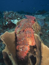 A fringed scorpionfish