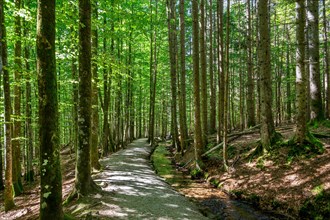Hiking trail Schwellsteig to the historic inn Trifterklause Schwellhaeusl at the Bavarian Forest National Park