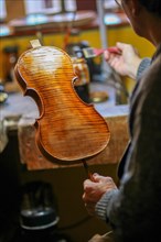 Senior expert violin maker luthier varnish with brush classic handmade violin paint natural ingredient recipe in Cremona Italy home of best artisan of this kind