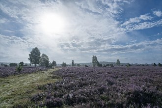 Path through heathland