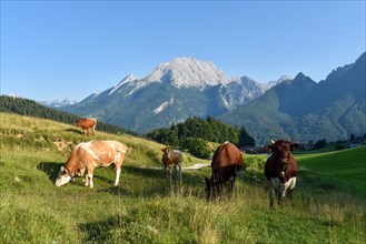 View from Hochschwarzeck over the alpine meadows with cows to the Watzmann