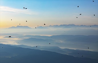 Swarm of swallows high above the mountains with a view of the Klagenfurt basin and the Karawanken