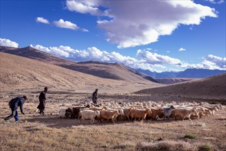 Shepherds with their Changthangi or Changpa