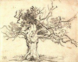A stunted oak