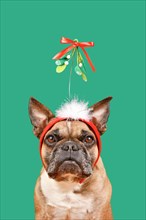 Cute French Bulldog dog wearing Christmas mistletoe headband in front of green background