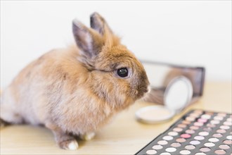 Brown rabbit eyeshadow palette wooden table
