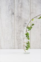 Ivy transparent vase white desk against wooden wall