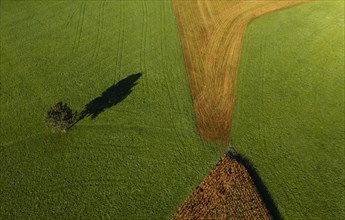Drone image of a single tree casting a shadow on a green meadow with corn fields