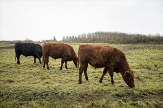 Galloway cattle on the pasture