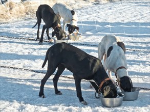 Sled dogs at the feeding trough