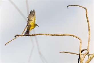 Tropical kingbird