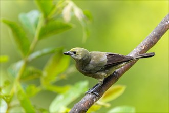 Olive green tanager
