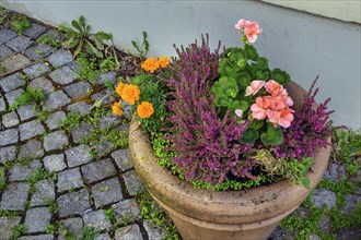 Clay bowl with geraniums