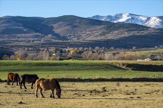 Breeding of horses for meat consumption in the Cerdanya region in the province of Gerona in Catalonia in Spain