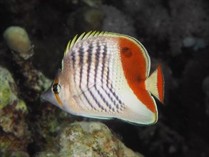 Eritrean butterflyfish