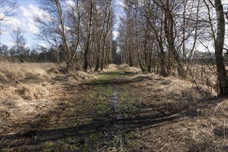 Swampy hiking trail lined with birch trees in the Duvenstedter Brook nature reserve