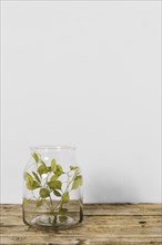Abstract minimal plant pot copy space