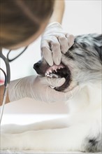 Female veterinarian inspecting dog s teeth clinic