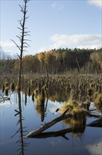Dead trees in a shallow lake in autumn. Germany