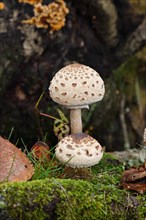 Two young parasol mushrooms