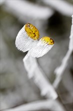 Hoarfrost