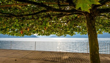 Tree with Branch on the Waterfront with Railing to Lake Lugano with Mountain in a Sunny Summer Day in Bissone