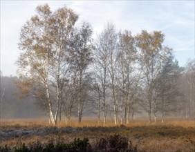 Landscape in the Elmpter Schwalmbruch